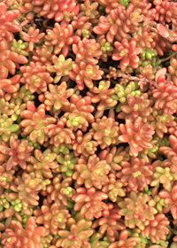 Sedum album var. micranthum 'Orange Ice'